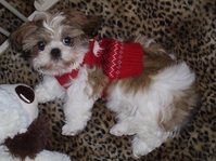 The Littlest Angel