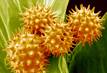 GOT POLLEN?  Let us install a new, nose pleasing in-cabin pollen filter-Just $45.95!